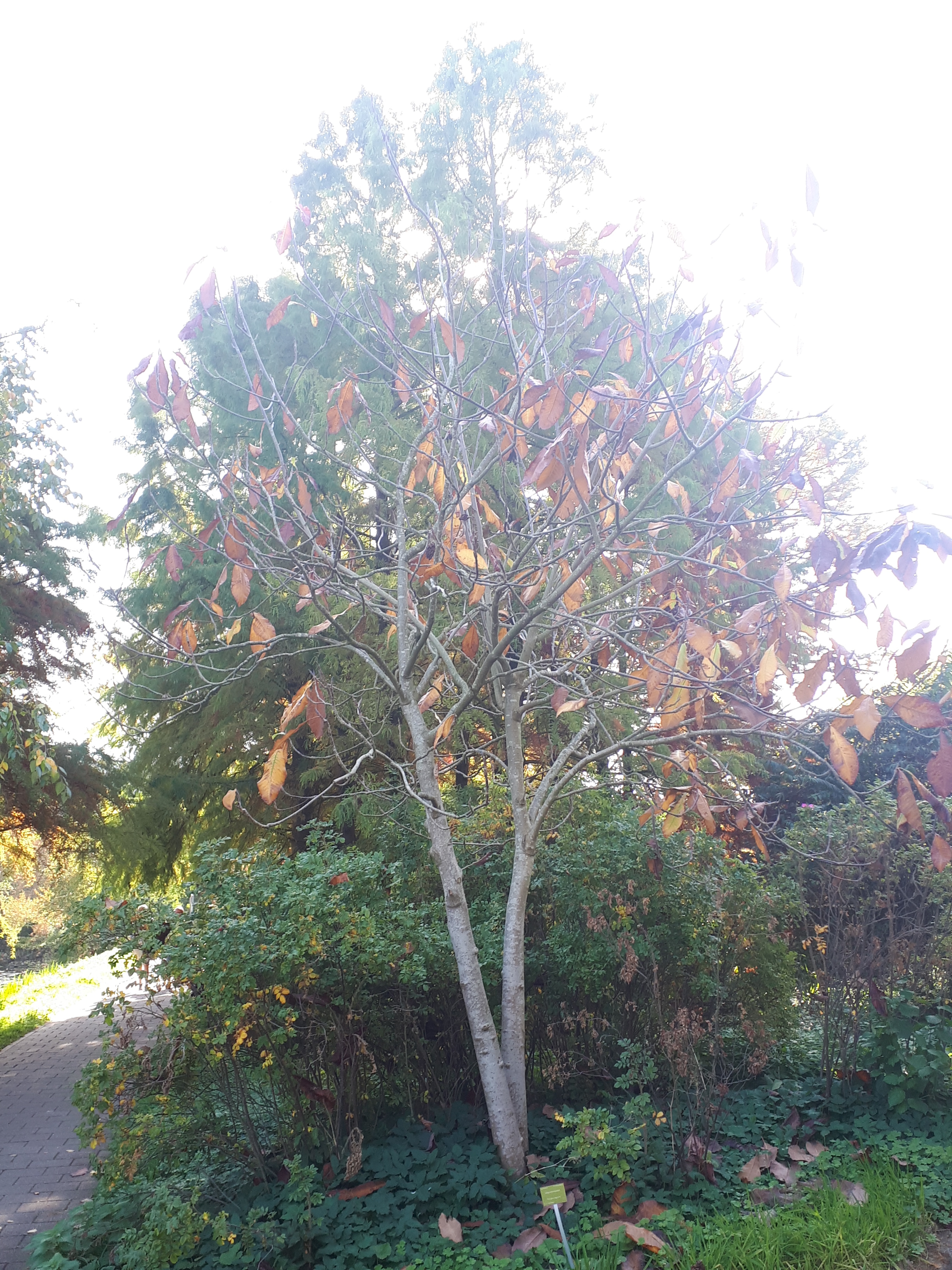 Detail image , , , , 