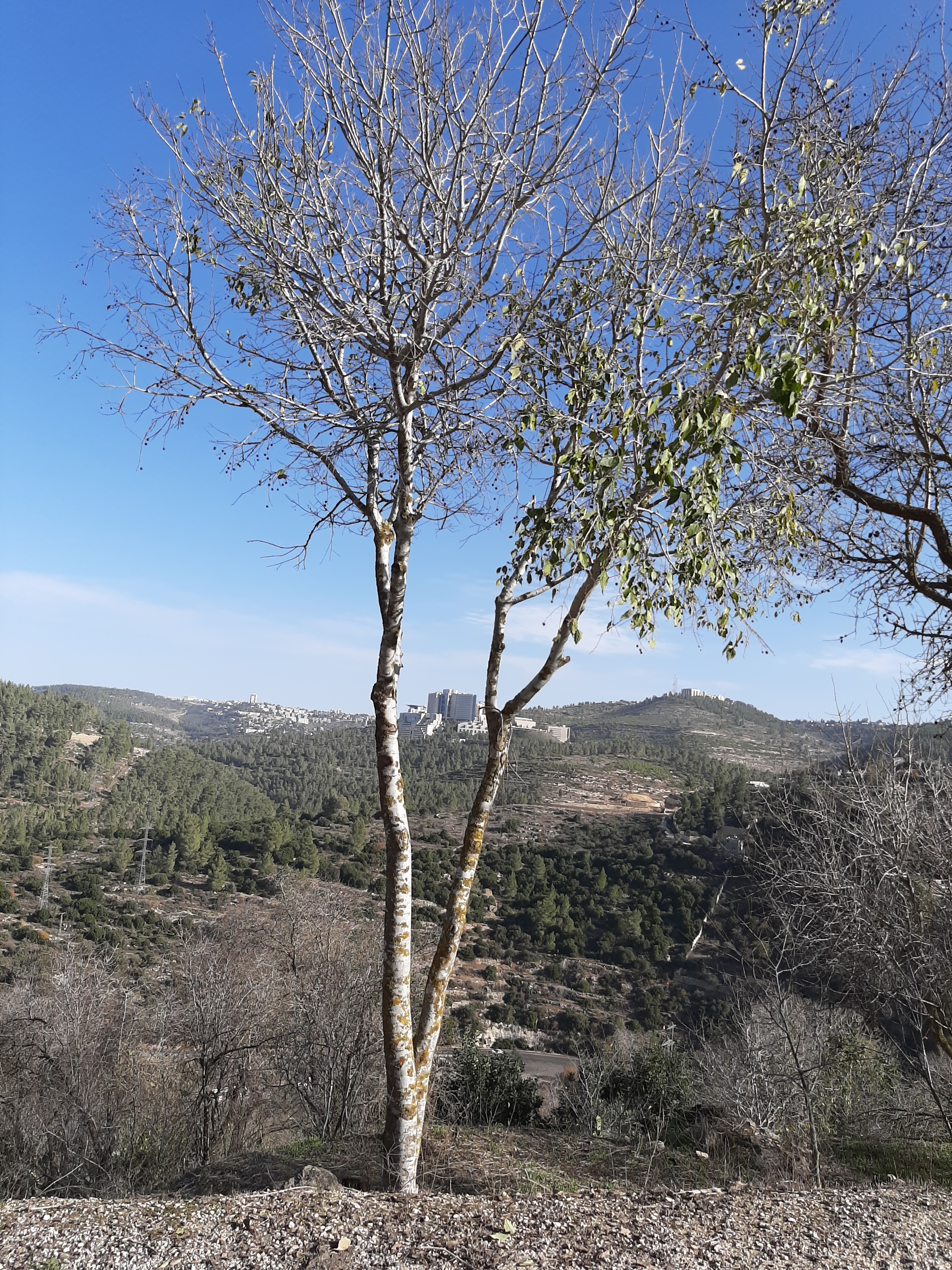 Detail image , , , , 