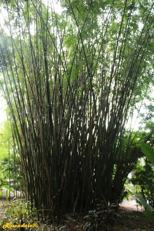 Detail image , , , , 