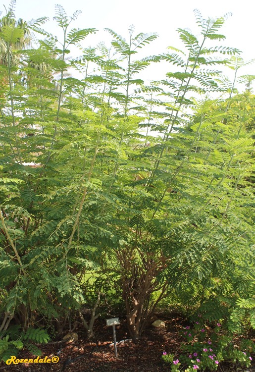 Detail image , , , , 