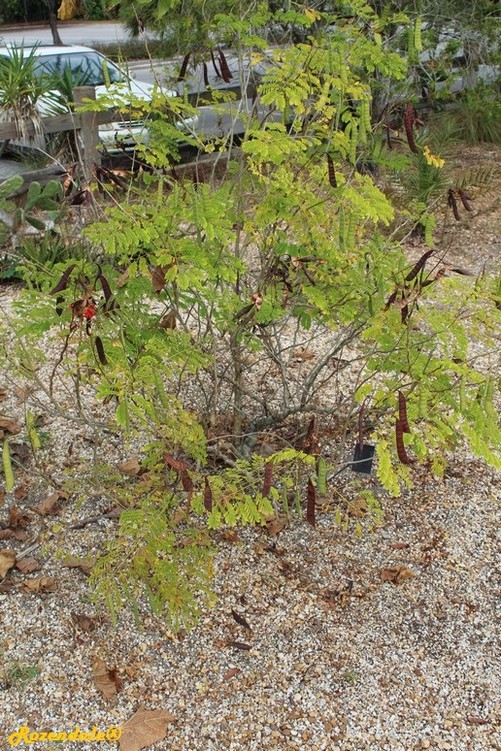 Detail image , , , , 