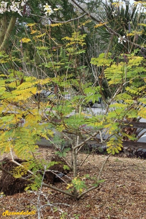 Detail image , , , , 