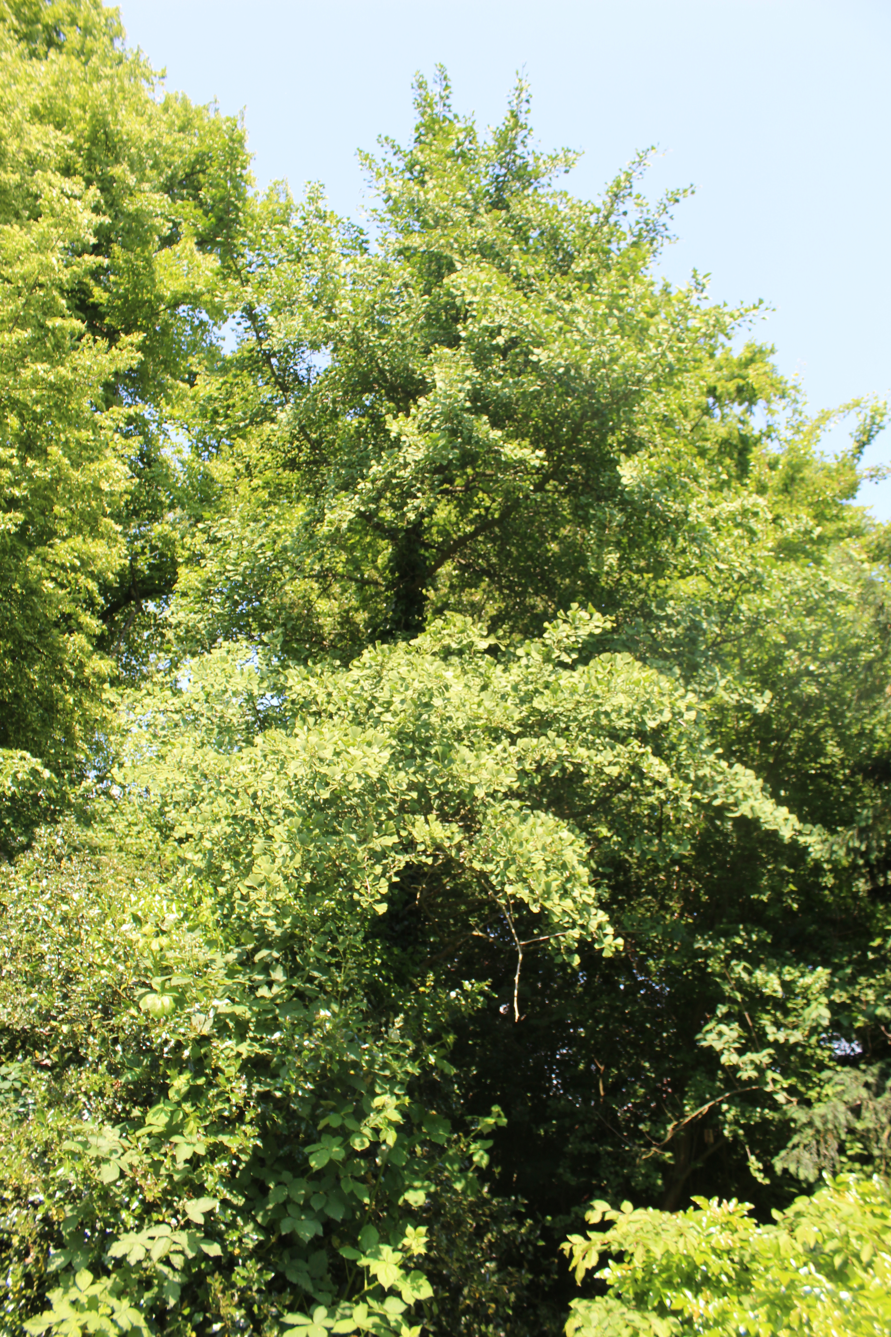 Detail image , , , , 