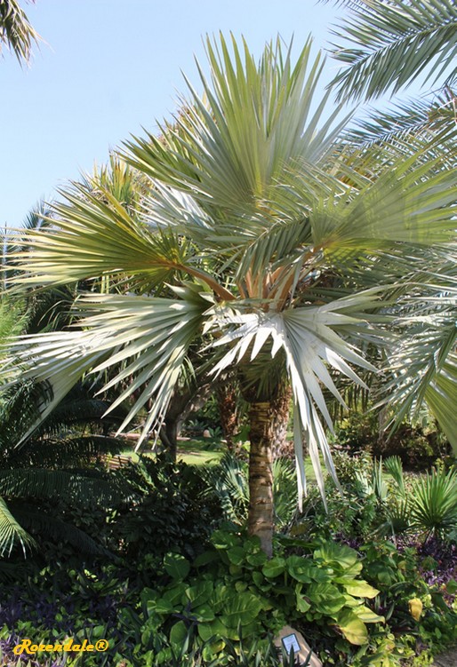 Detail image , , , , 