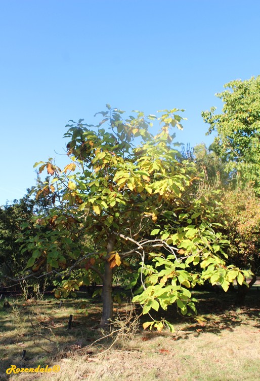 Detail image , , , , 