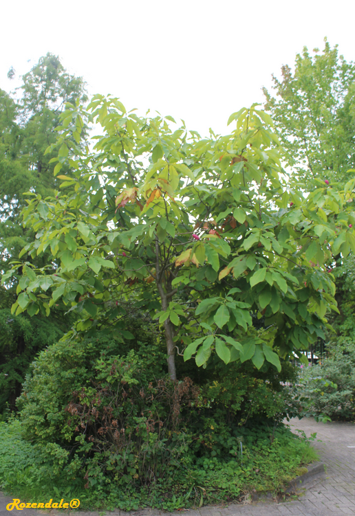 Detail image , , , , 