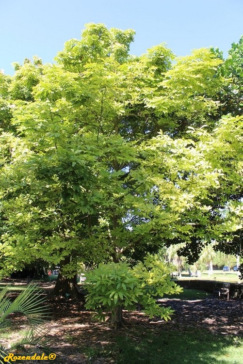 Detail image , , , , 