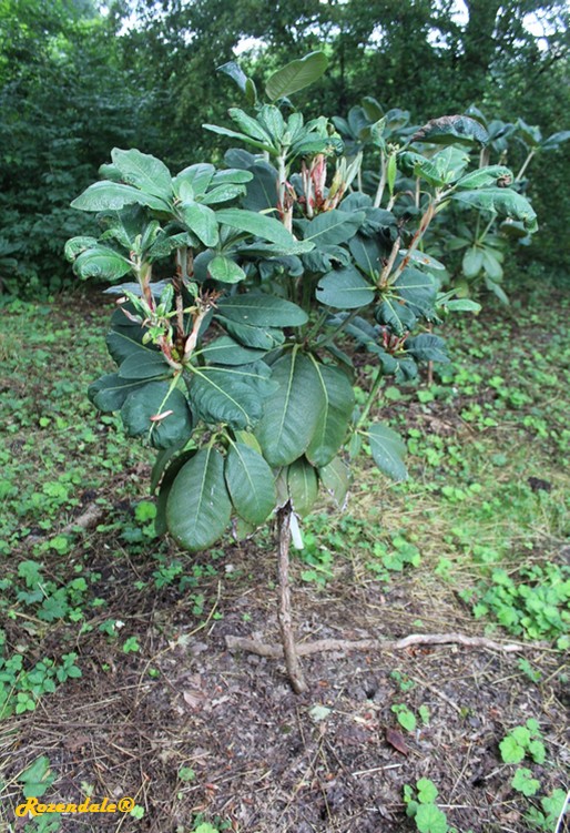 Detail image , , , , 