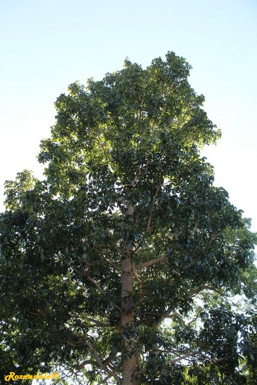 Detail image , , , , 