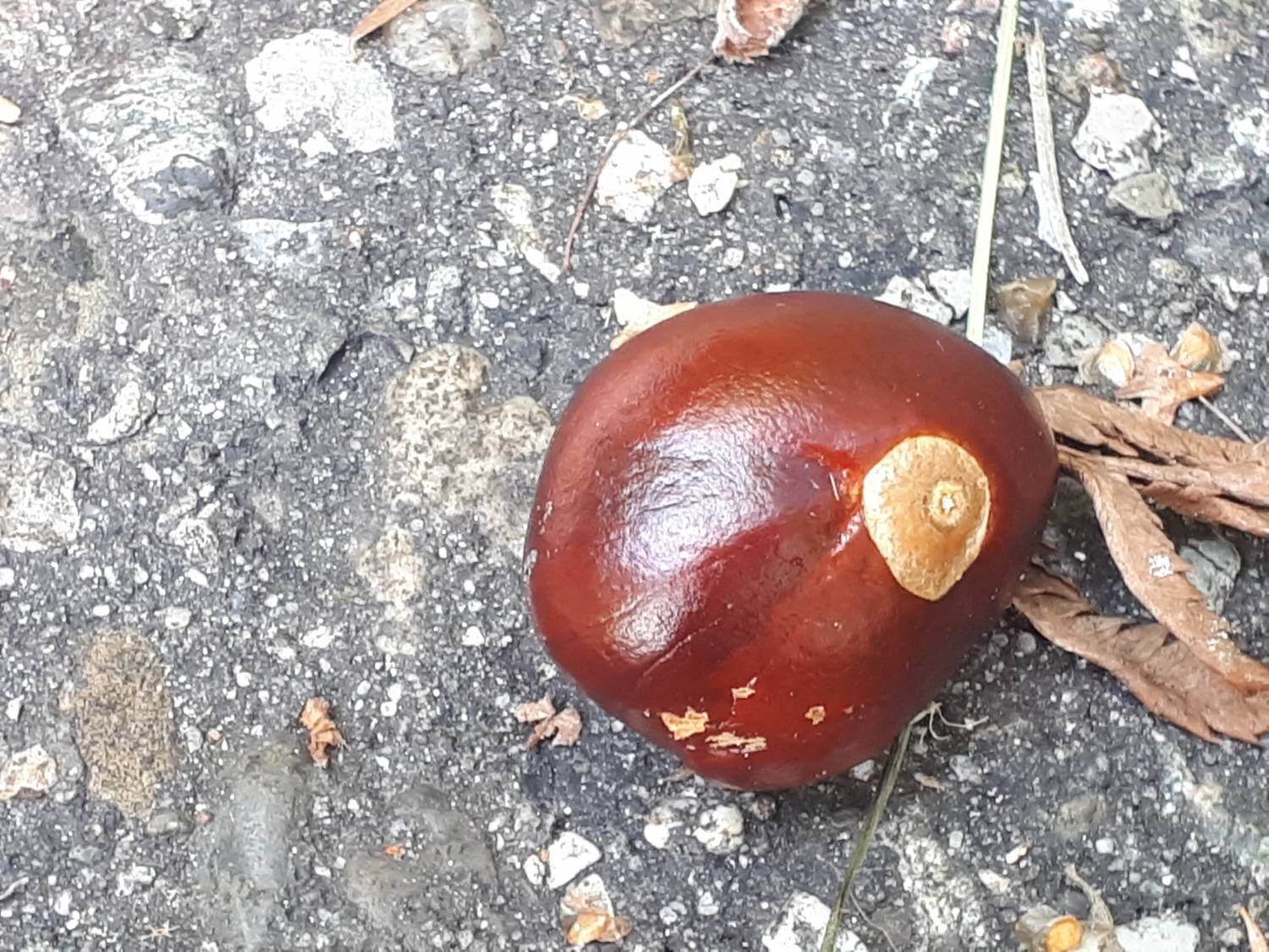 vertical photo Aesculus glabra seeds, Sneek