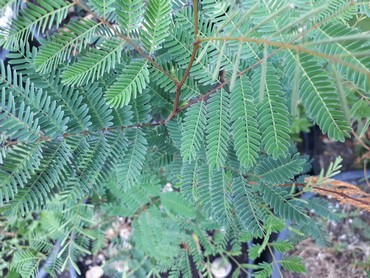 Detail Photo