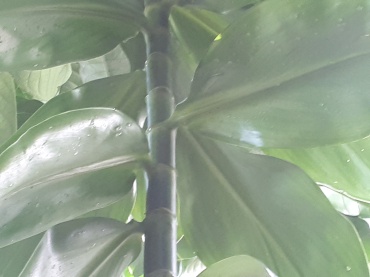 Detail Photo