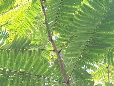 Detail Photo