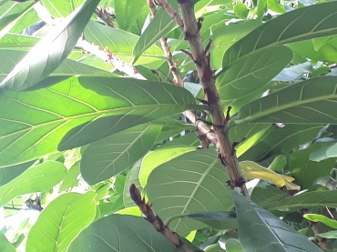 Detail Photo