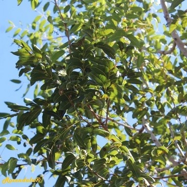 Detail Photo