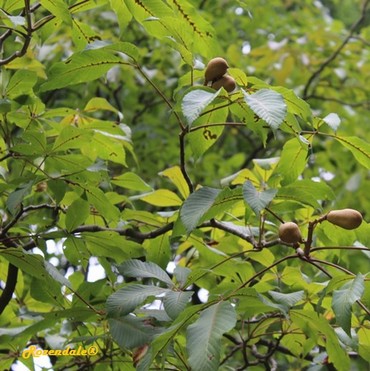 Detail Photo