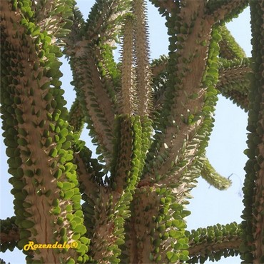 Detail Photo