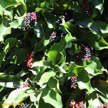 Detail Photo