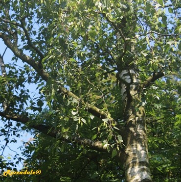 Detail Photo