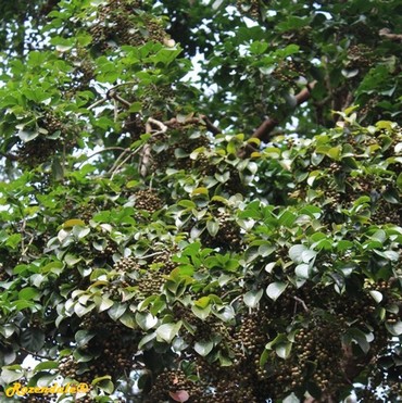 Detail Photo