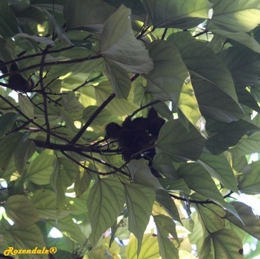 Detail Photo