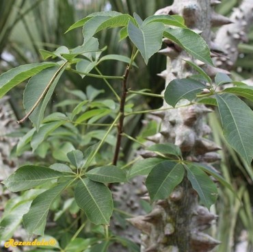 Detail Photo