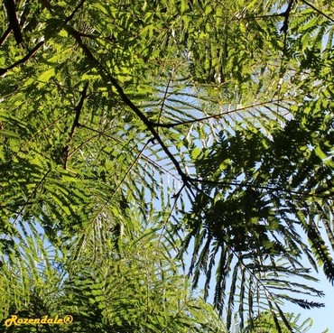 Detail Photo