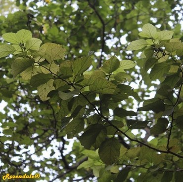 Detail Photo