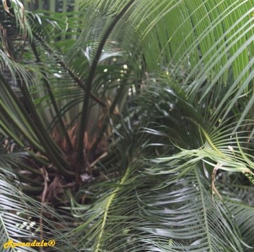 Detail Photo