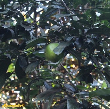 Detail Photo