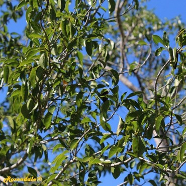 Detail Photo