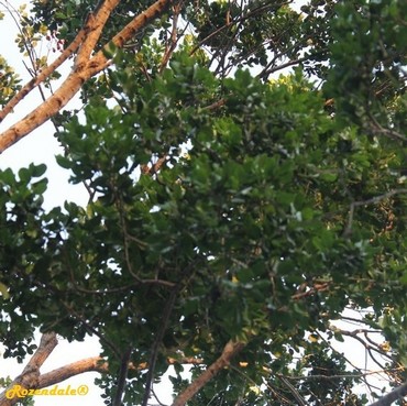 Detail Photo