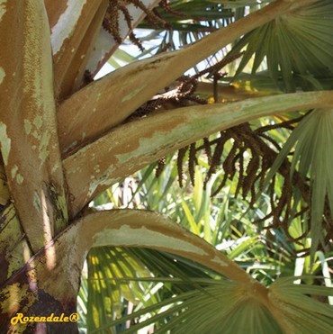Detail Photo