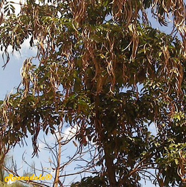 Detail Photo