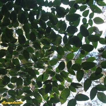 Detail Photo