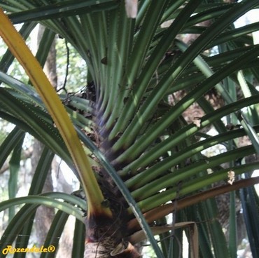 Detail Photo