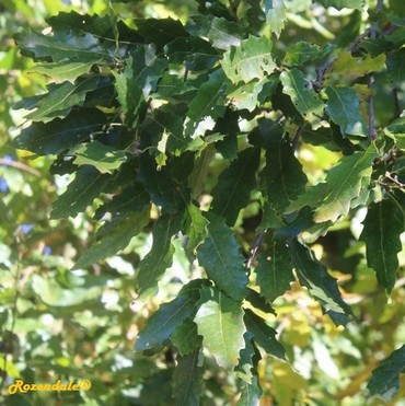 Detail Photo