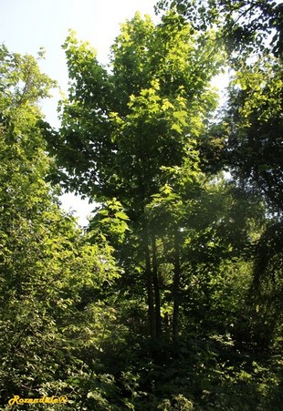 Vertical Photo