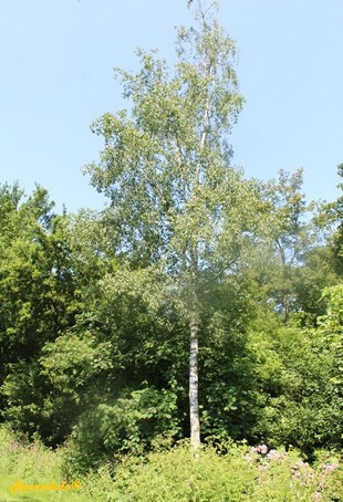 Vertical Photo