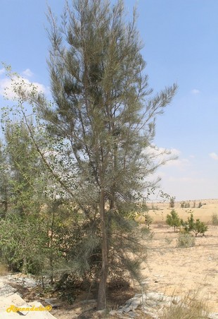 Vertical Photo
