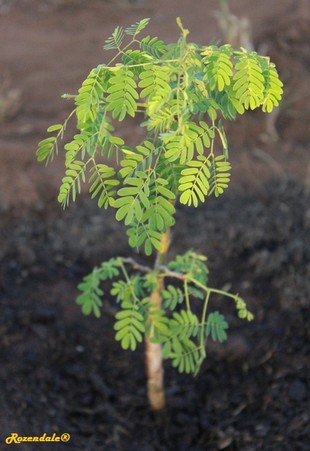Seedling Photo