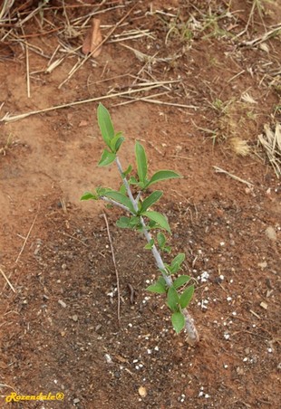 Seedling Photo