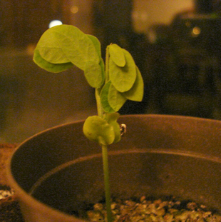 Seedling Photo