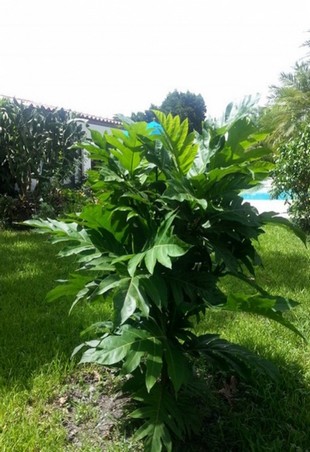 Seedling Photo
