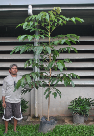 Seedling Photo