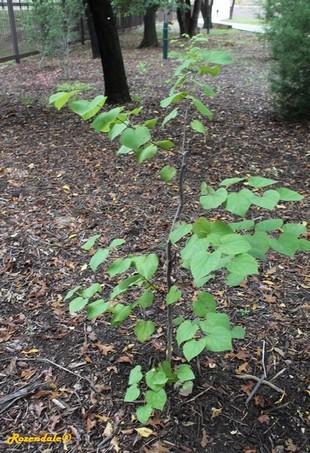 Seedling Photo