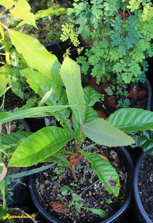 Seedling Photo
