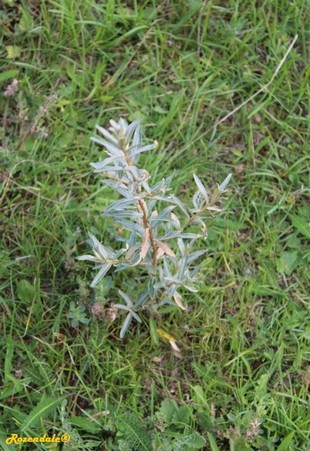 Seedling Photo