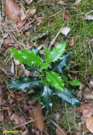 Seedling Photo