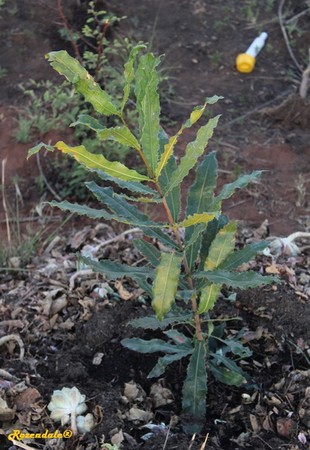 Seedling Photo